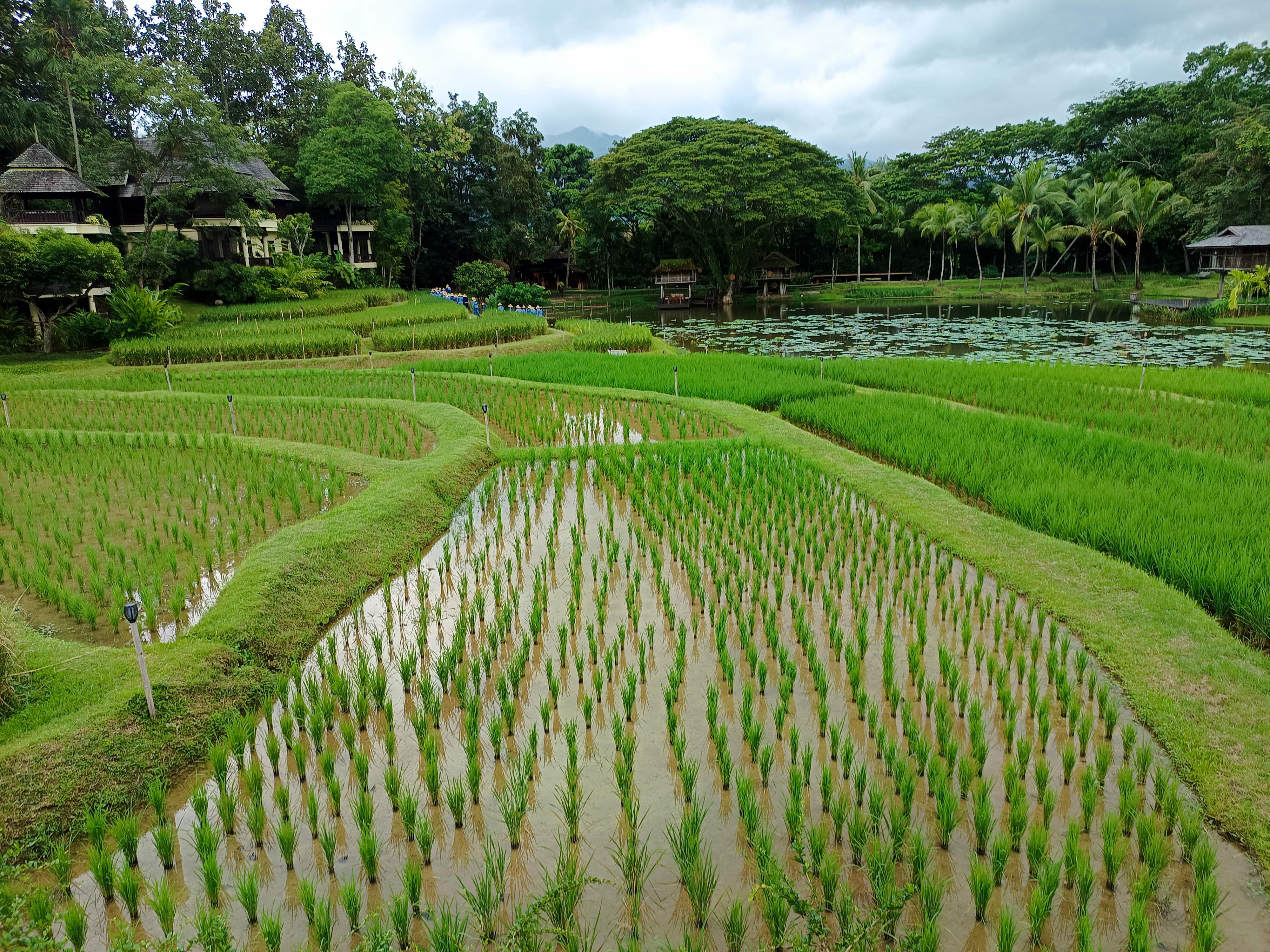 清邁四季酒店無邊際梯田美景